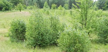 Parki i ogrody ziemi wieluńskiej - Załęczański Park Krajobrazowy - jeden z najpiękniejszych parków w Polsce, bo otulający zakole Warty